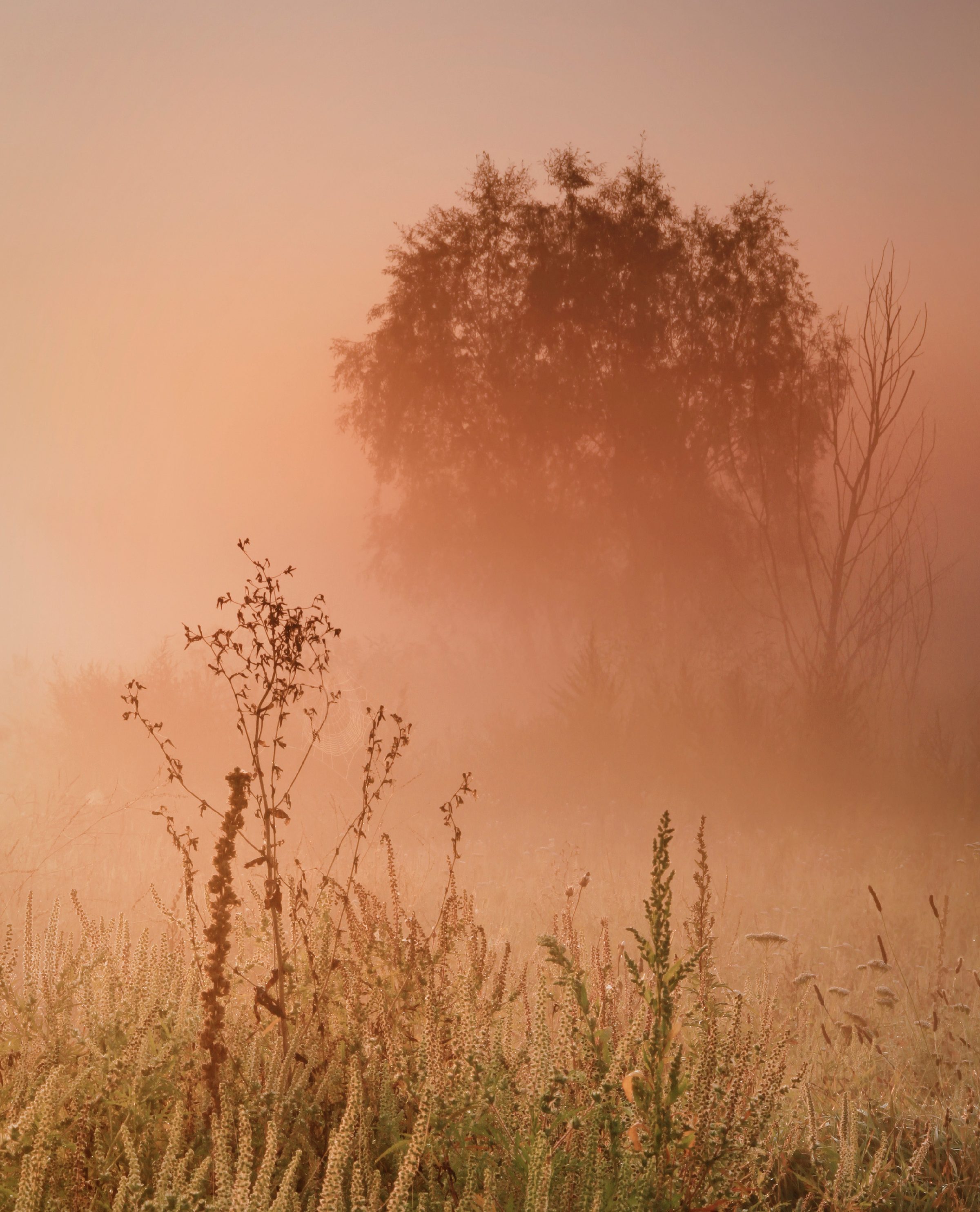 Árvore na neblina dourada