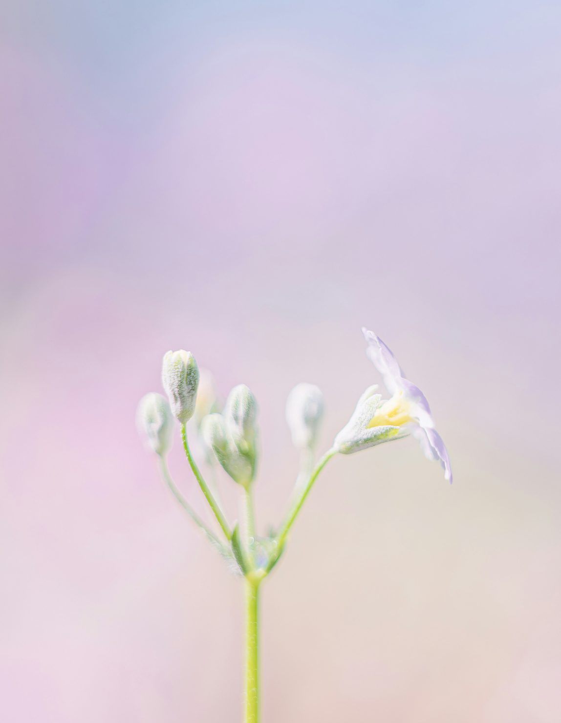 Flor delicada