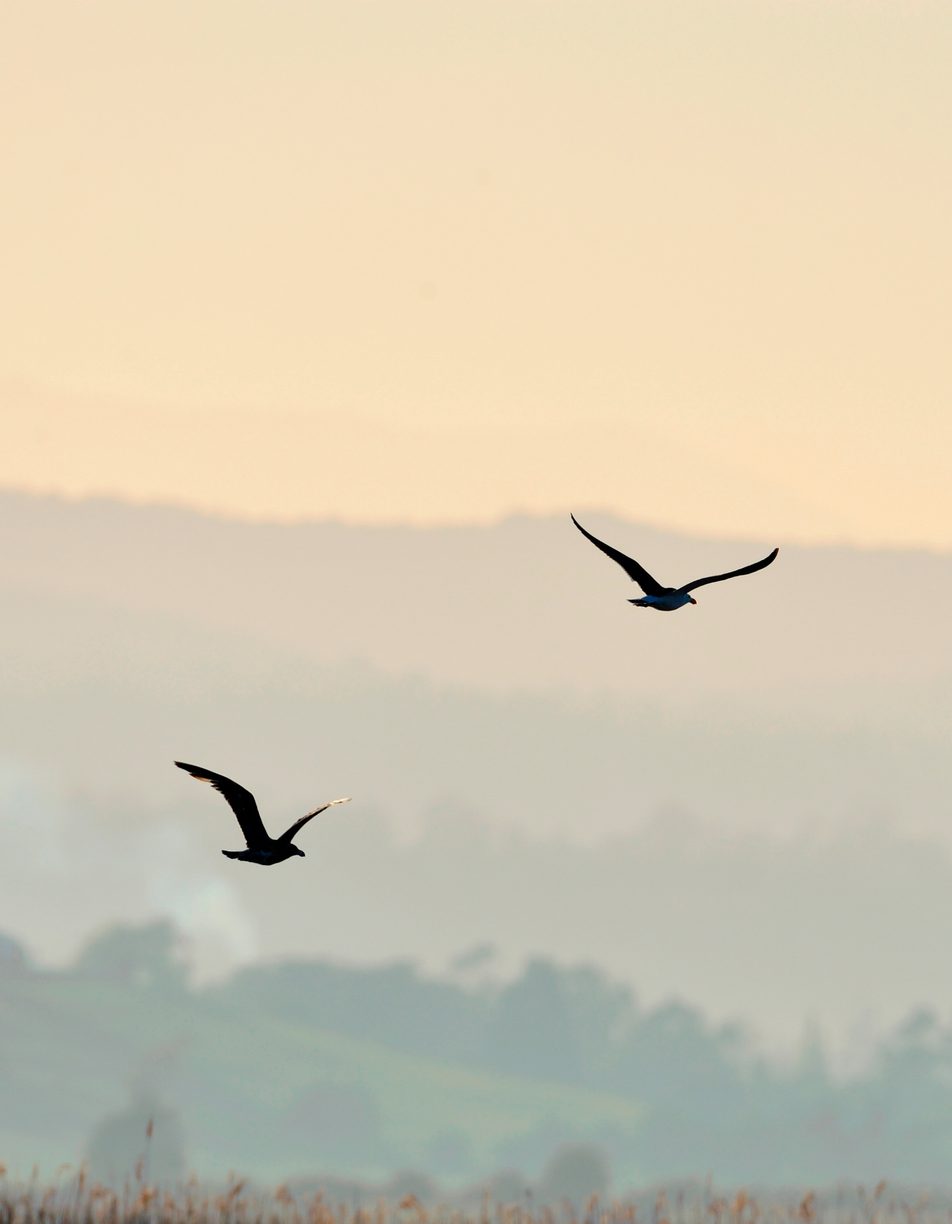 Dois pássaros a voar sobre as montanhas