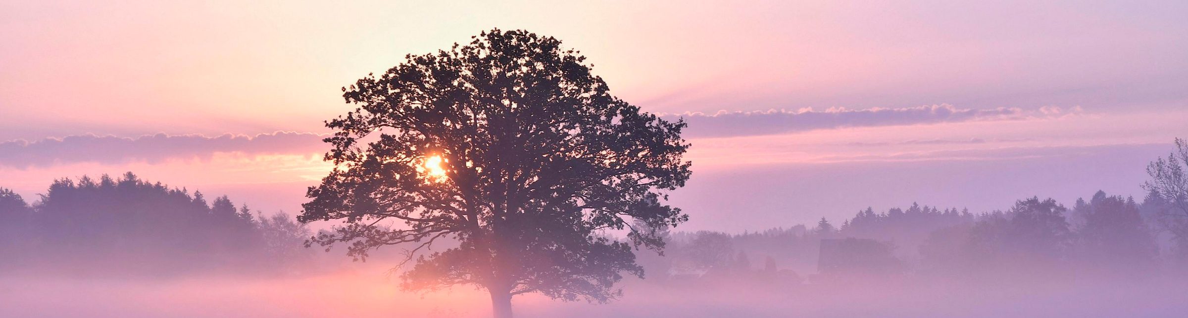 Árvore ao nascer do sol entre névoa lilás