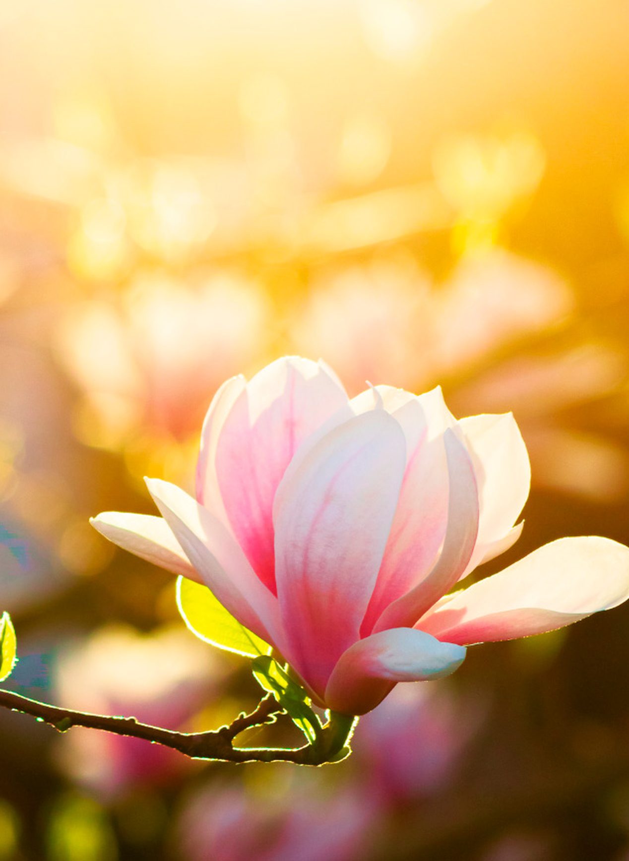 Magnólia em flor ao sol